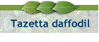 Tazetta daffodil