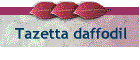 Tazetta daffodil