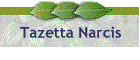 Tazetta narcis
