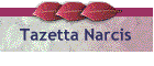 Tazetta narcis
